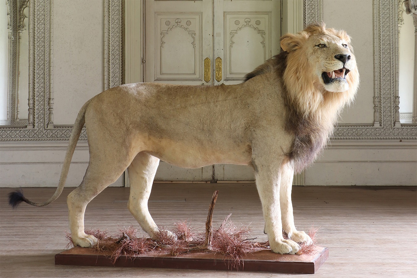 Taxidermy: lion (Panthera leo)